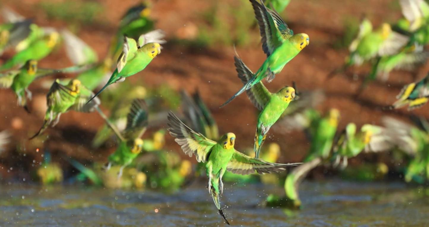 Хвилясті папужки в Австралії утворили 8-тисячну колонію: фото