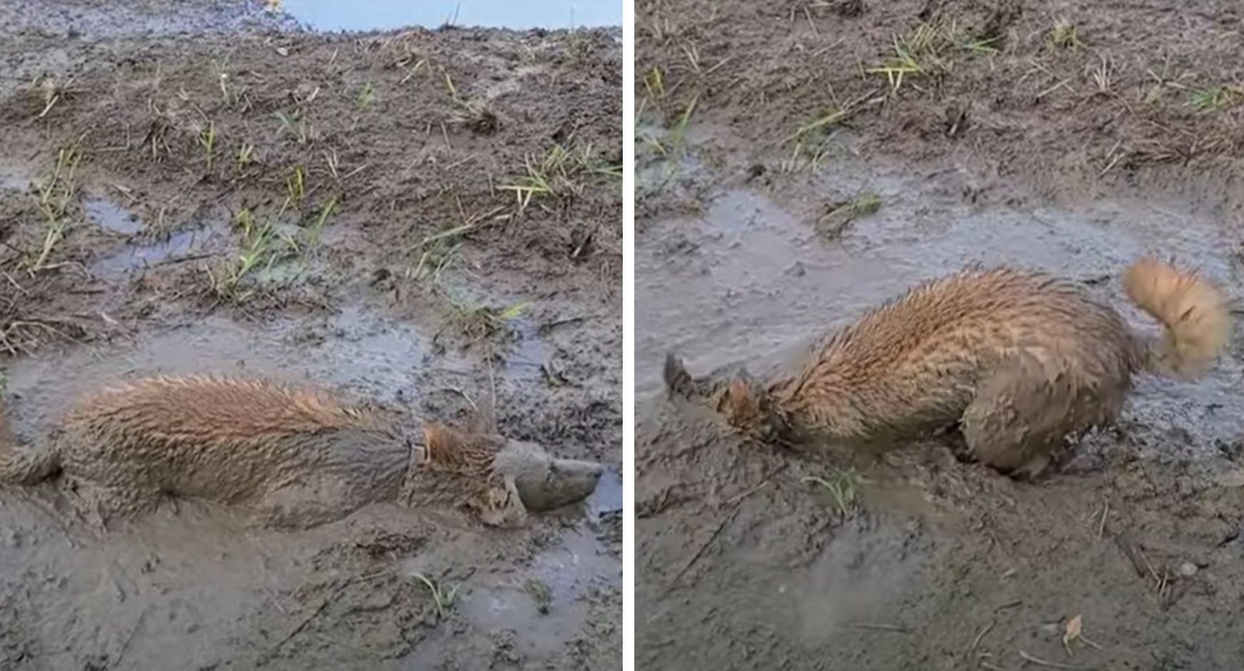 Пес вивалявся в болоті так, що власник його не впізнав: кумедне відео