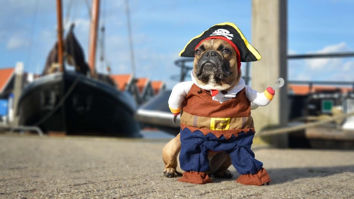 Домашні улюбленці у кумедних костюмах: ці фото підірвали мережу - Pets Домашні улюбленці у кумедних костюмах: ці фото підірвали мережу - Pets