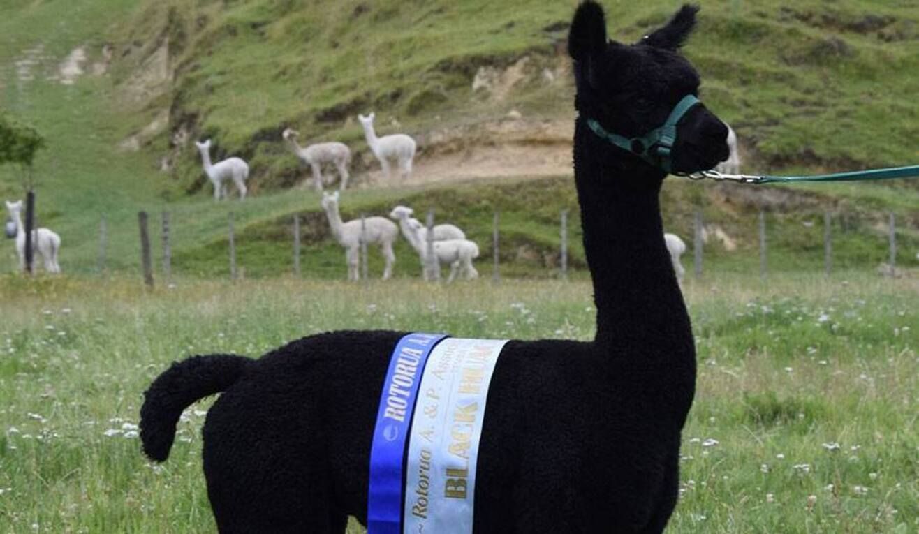 Альпаку Джеронімо у Британії мають приспати: люди стали на захист Альпаку Джеронімо у Британії мають приспати: люди стали на захист