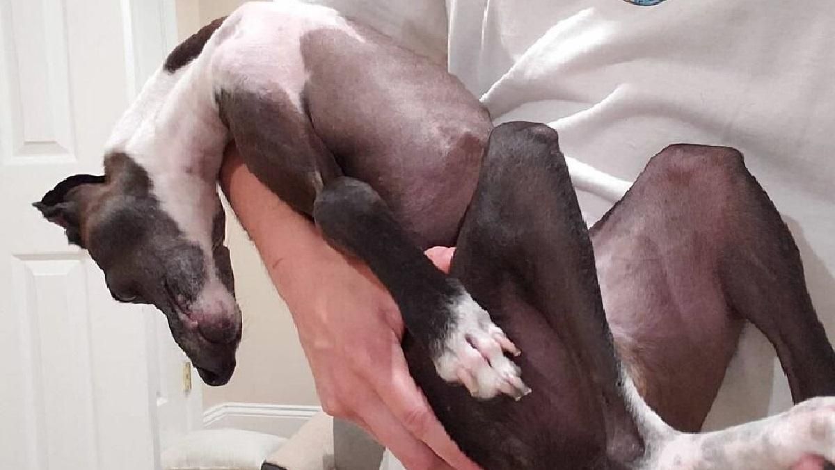 Смішні спроби уникнути камери: цей собака ненавидить фотографуватись - Pets Смішні спроби уникнути камери: цей собака ненавидить фотографуватись - Pets