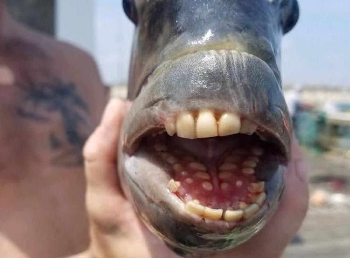 У США чоловік піймав рибу з людськими зубами: епічні фото