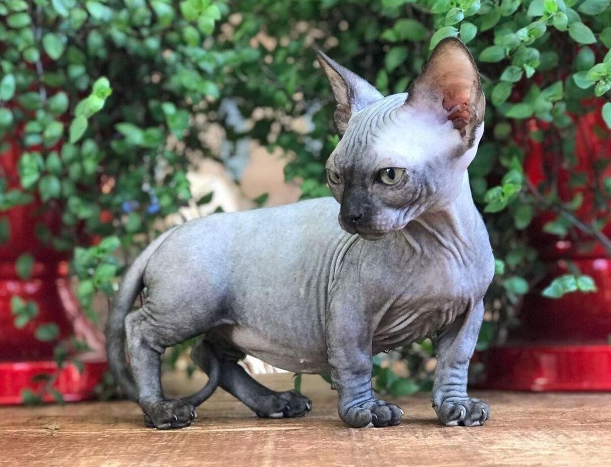 Коты с короткими лапками: 6 типов манчкина – описание и фото Коты с короткими лапками: 6 типов манчкина – описание и фото