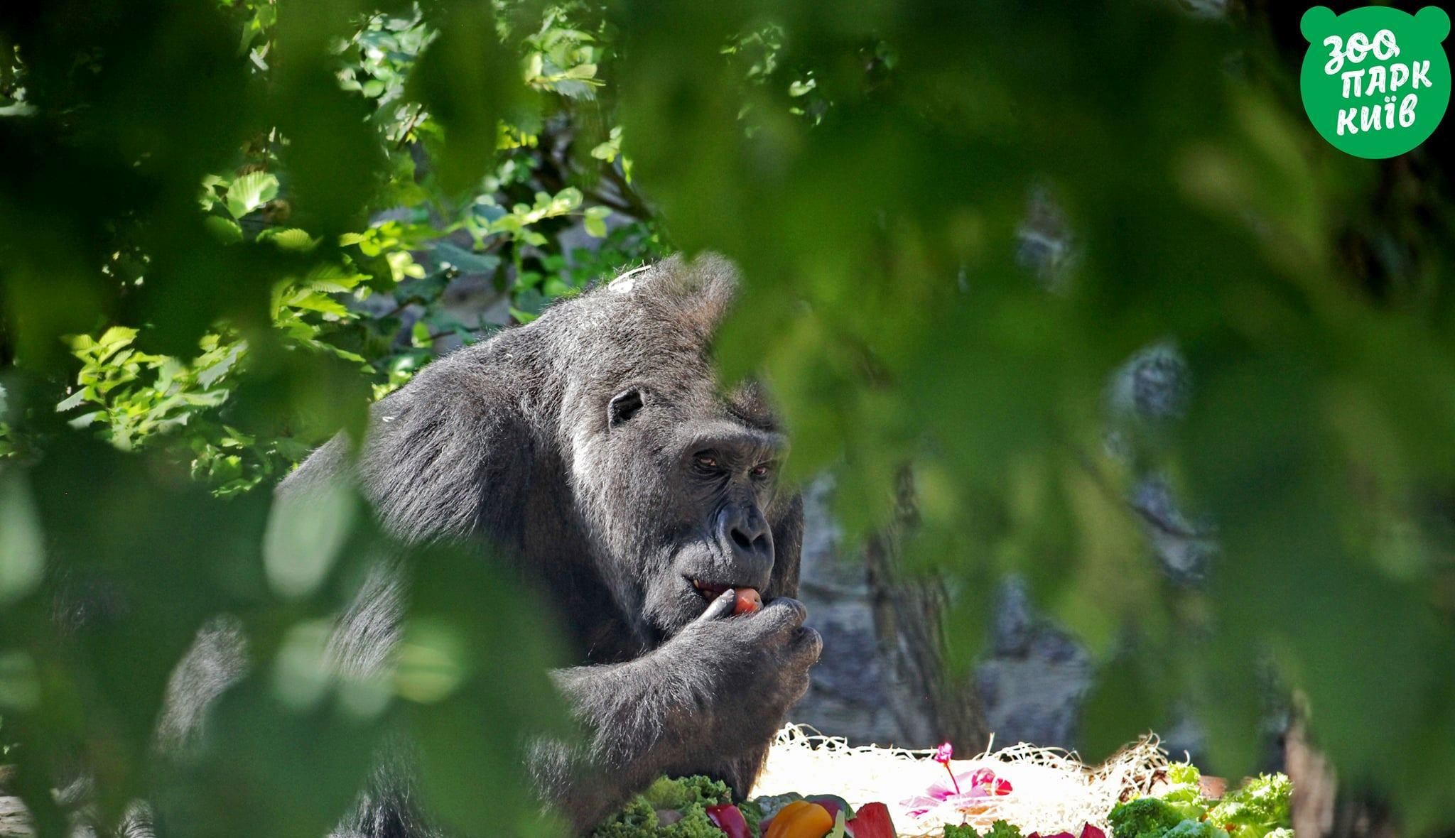 Горила Тоні з КиївЗоо святкував День народження: фото Горила Тоні з КиївЗоо святкував День народження: фото