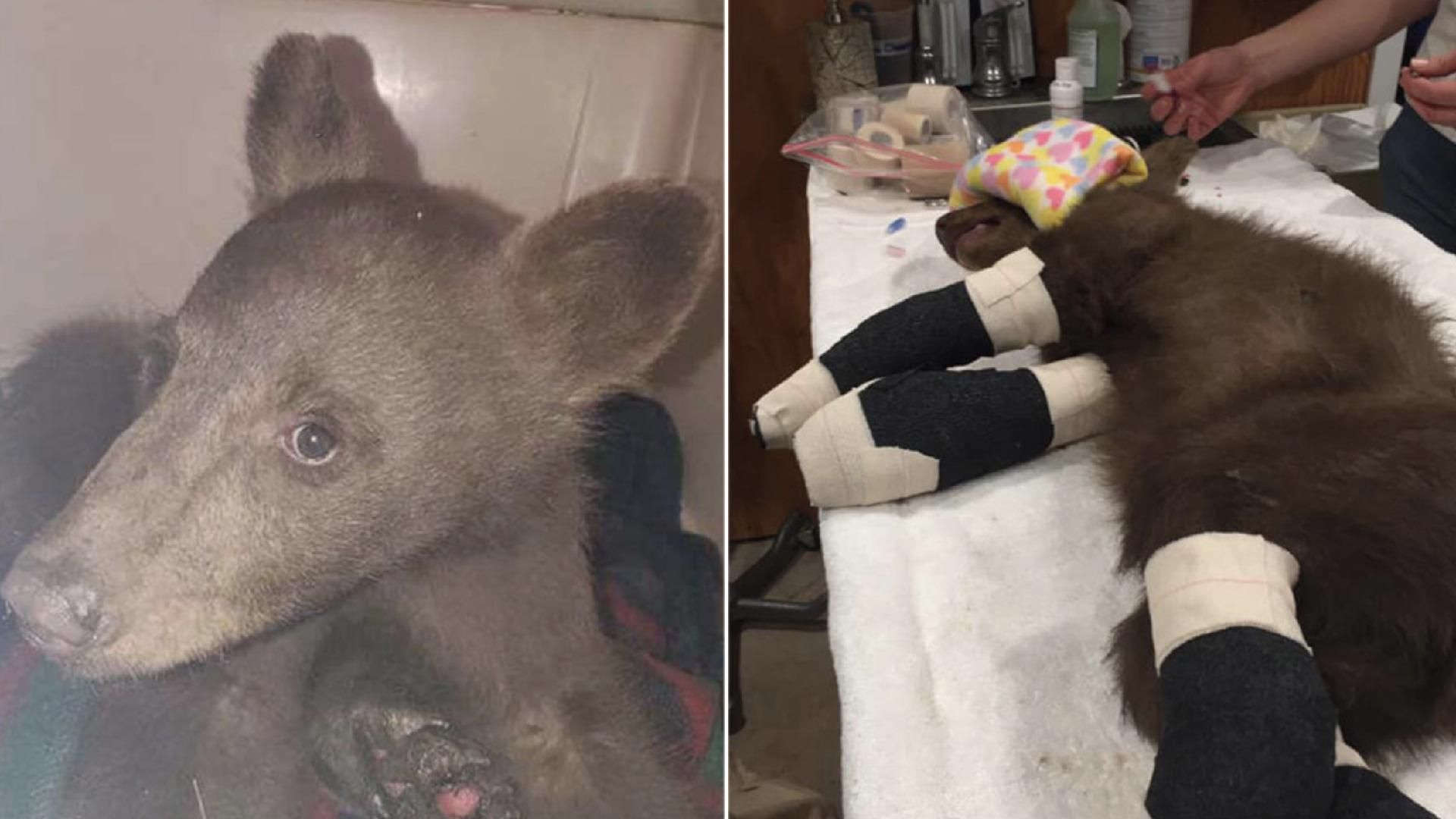 На пожаре в Калифорнии спасли маленького мишку: видео На пожаре в Калифорнии спасли маленького мишку: видео