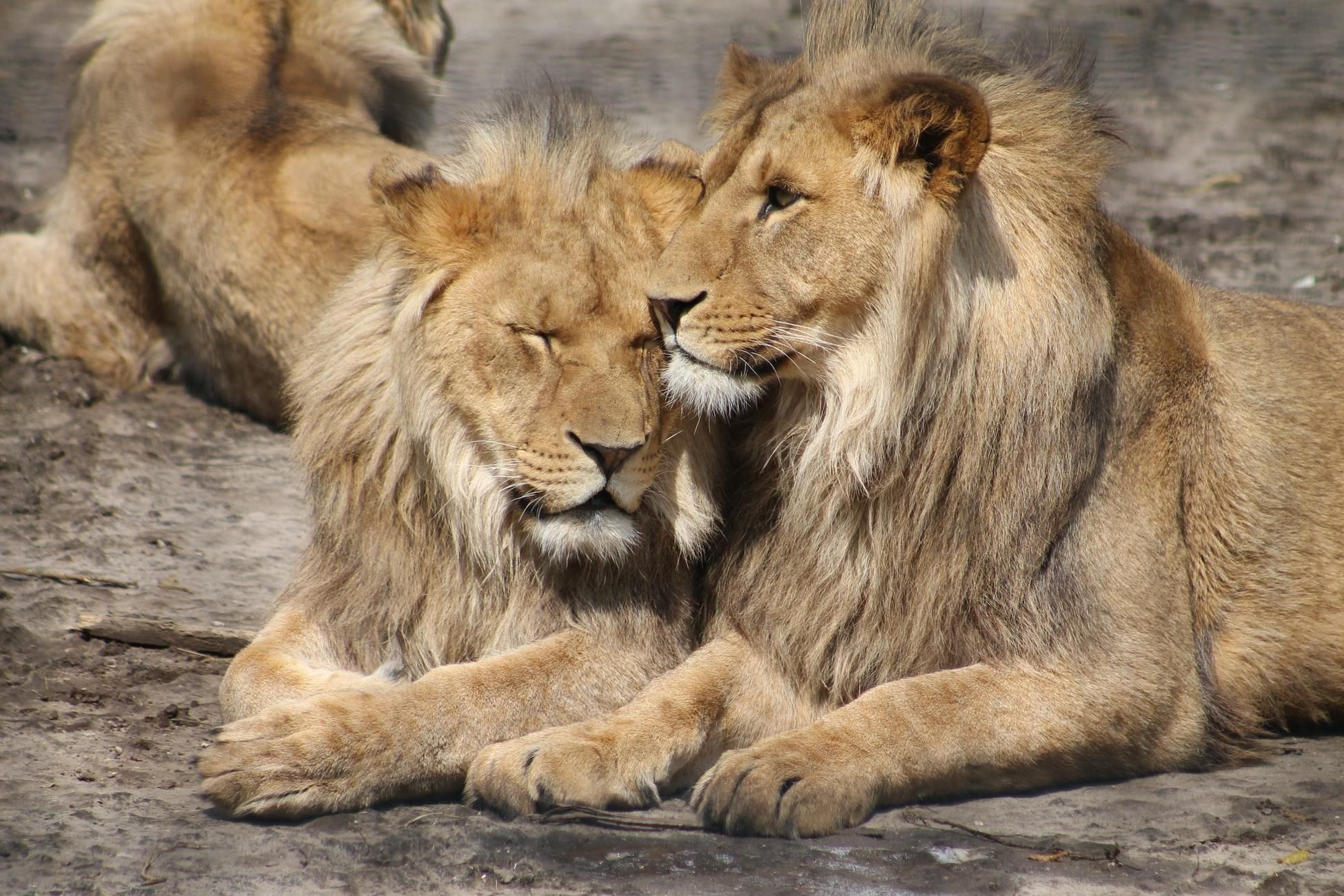 Всемирный день льва: что вы не знали об этих величественных животных