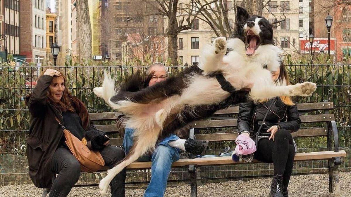 Эмоциональные хвостатые: 10 кадров собак, которые сделают ваш день - Pets Эмоциональные хвостатые: 10 кадров собак, которые сделают ваш день - Pets