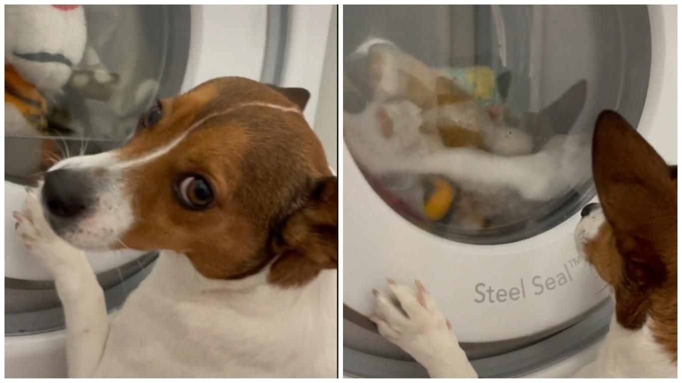 Собачка смотрит, как стирается его любимая игрушка: вирусное видео