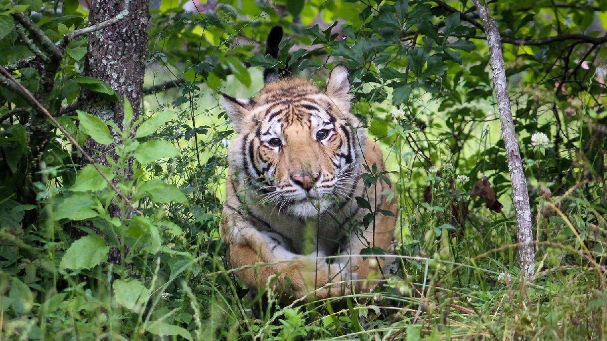 Тигры сбежали от хозяев и разгуливали по улицам Техаса - Pets