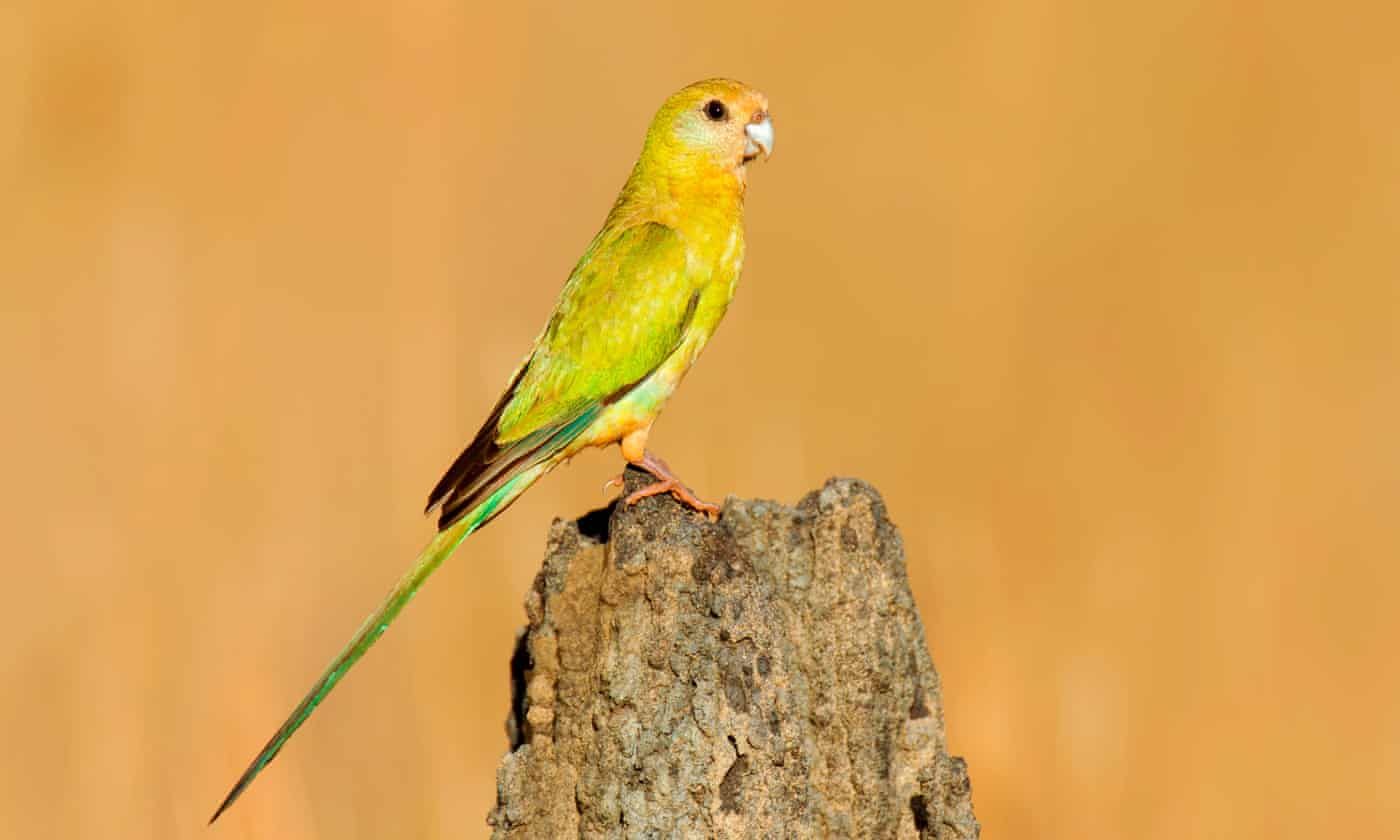 Ми втрачаємо цих птахів: боротьба за порятунок золотоплечого папуги - Pets
