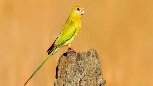 Мы теряем этих птиц: борьба за спасение золотоплечого попугая