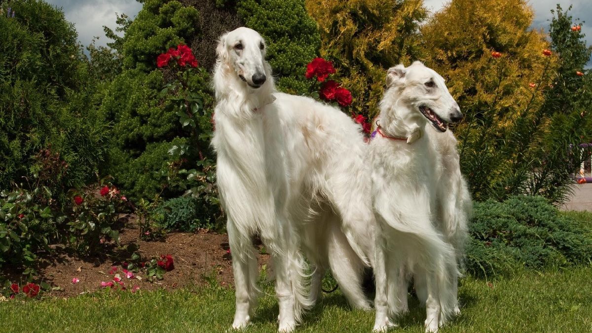 Звезда тиктока: очень высокий собака собирает миллионы просмотров - Pets