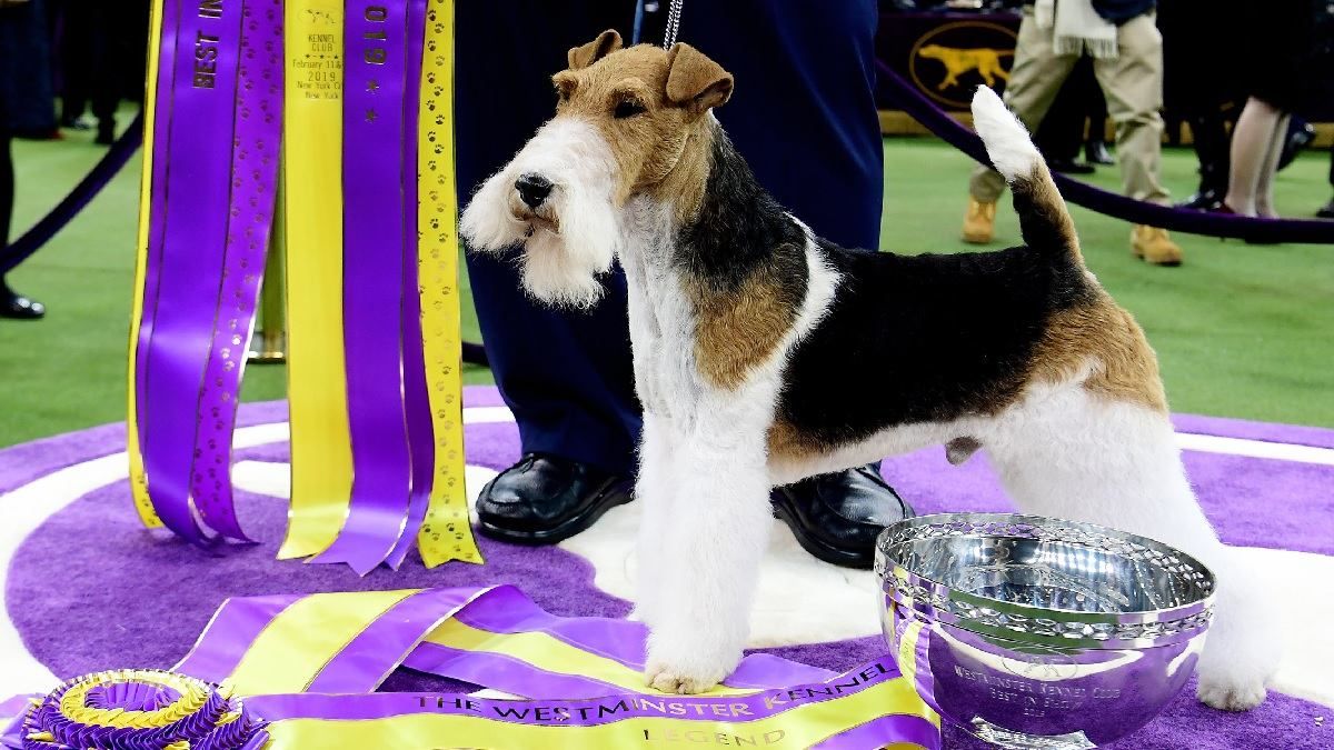 Эти породы собак чаще всего выигрывают золото на Олимпийских играх - Pets