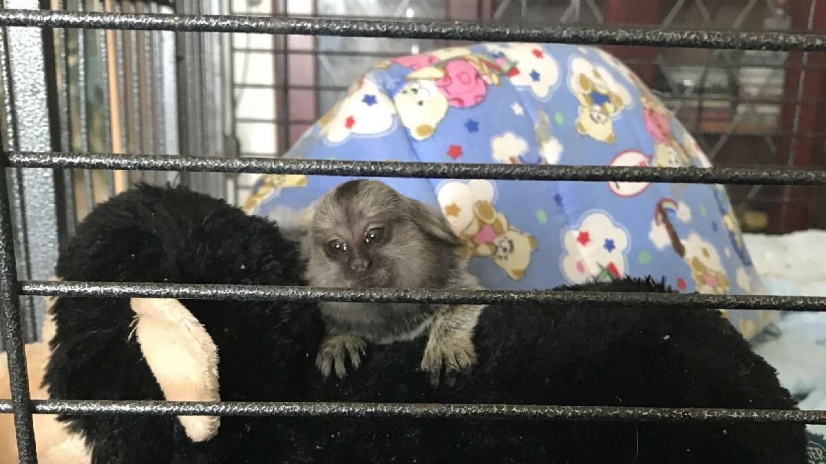 Врятоване мавпеня: як маленька тваринка зустріла свою нову сім'ю - Pets Врятоване мавпеня: як маленька тваринка зустріла свою нову сім'ю - Pets