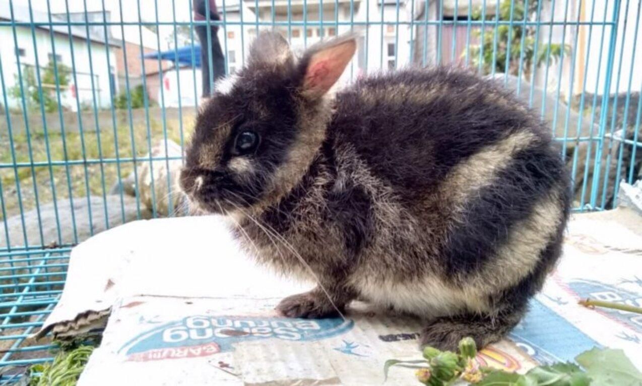 Полосатый суматранский кролик спасен на Суматре