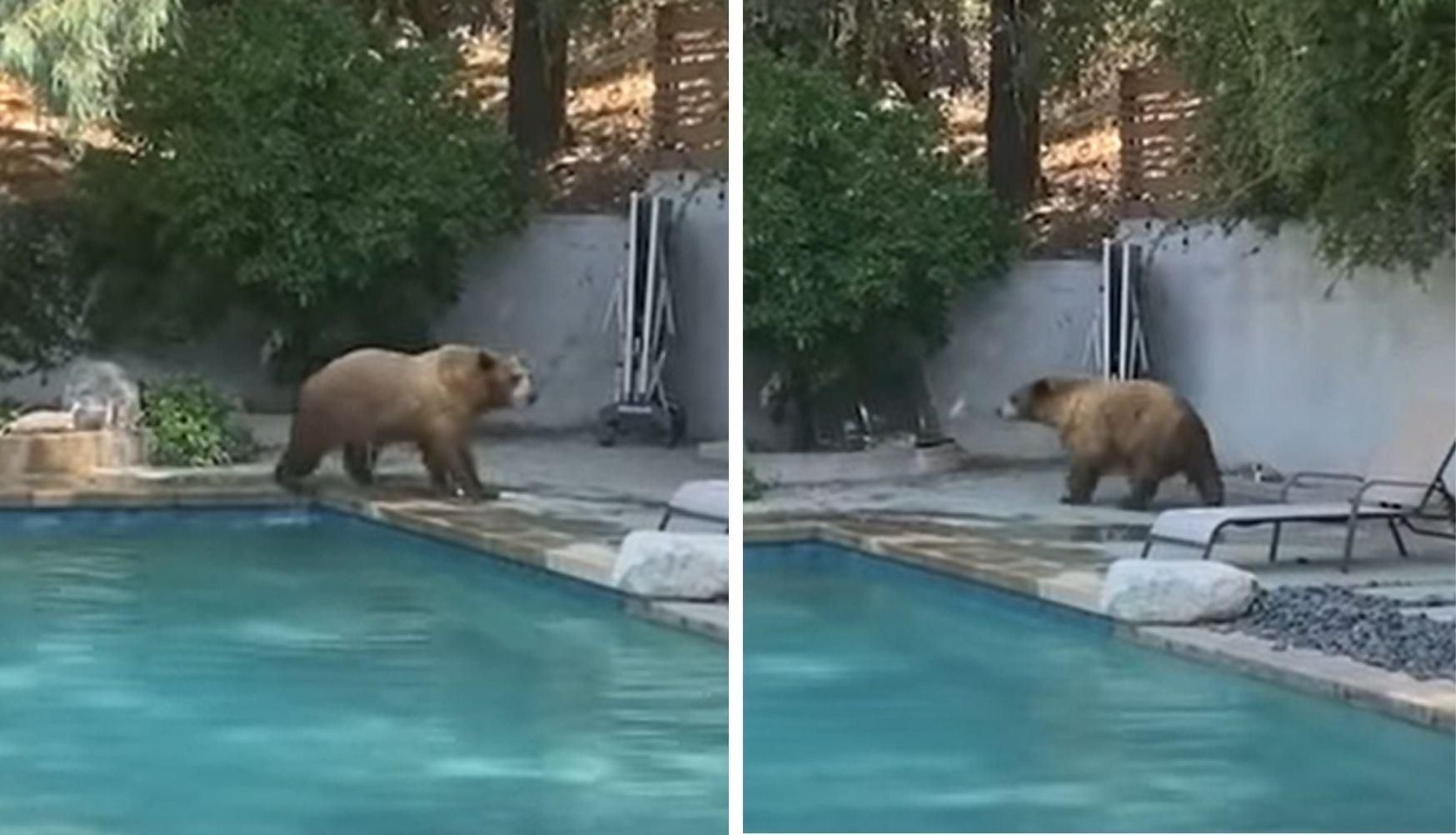Пес сообщил хозяйке, что во дворе медведи: впечатляющее видео
