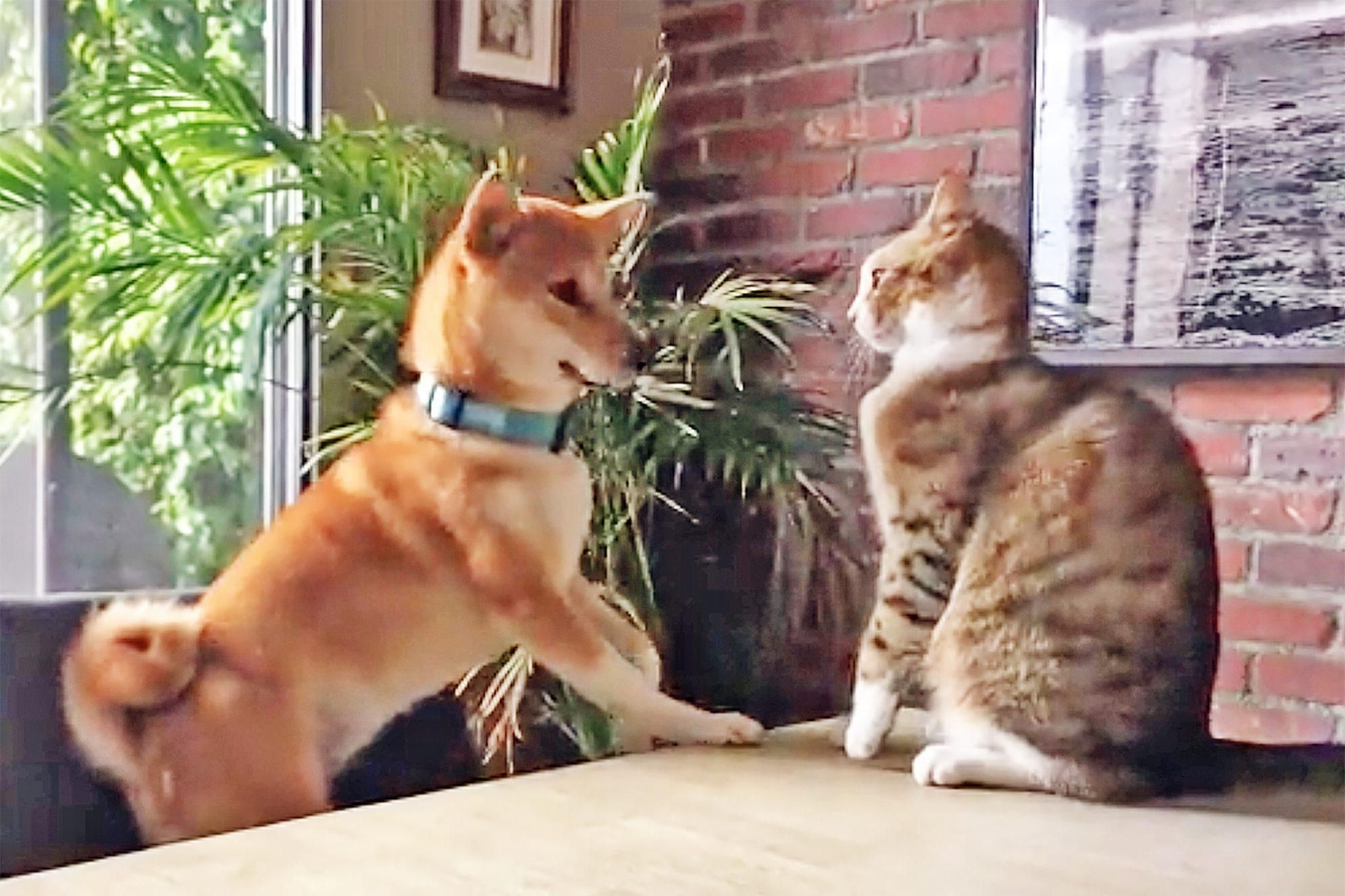 Сбил ли кот собаку со стула: смешное видео