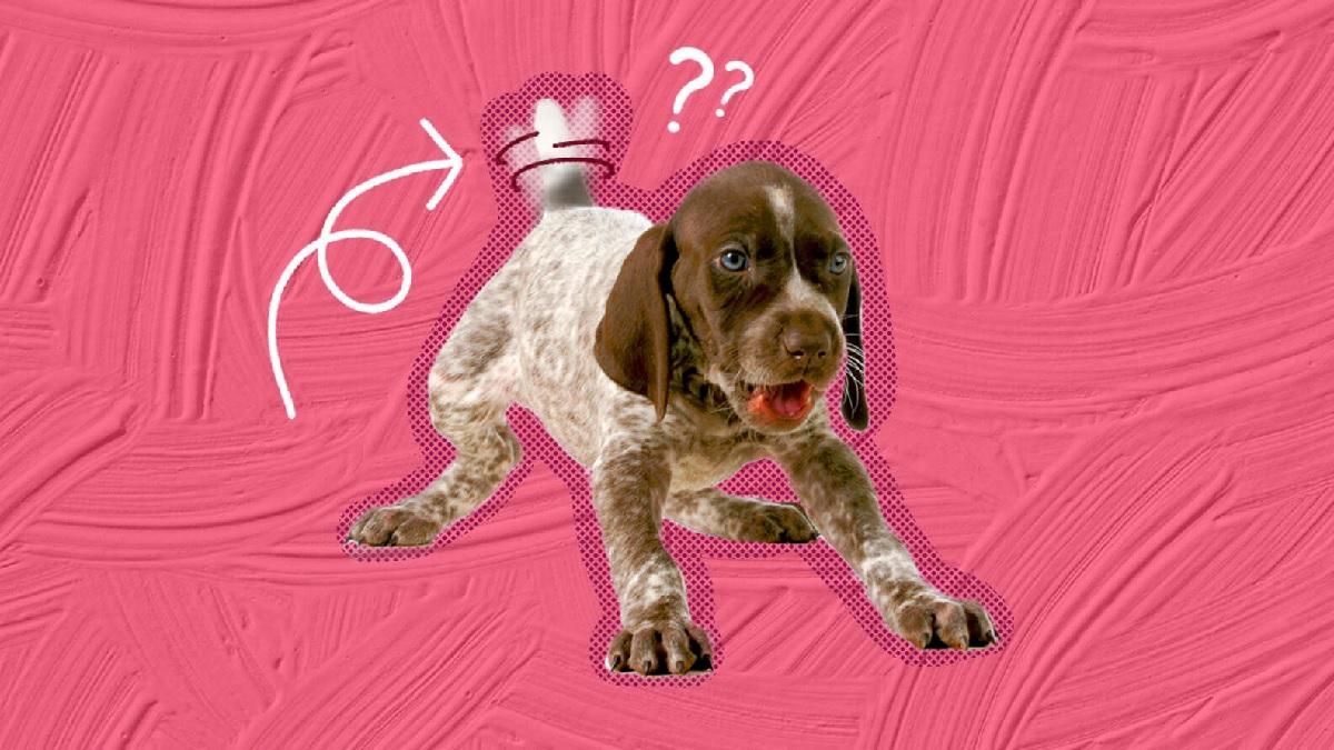 Не только для того, чтобы махать: зачем собакам хвост - Pets Не только для того, чтобы махать: зачем собакам хвост - Pets