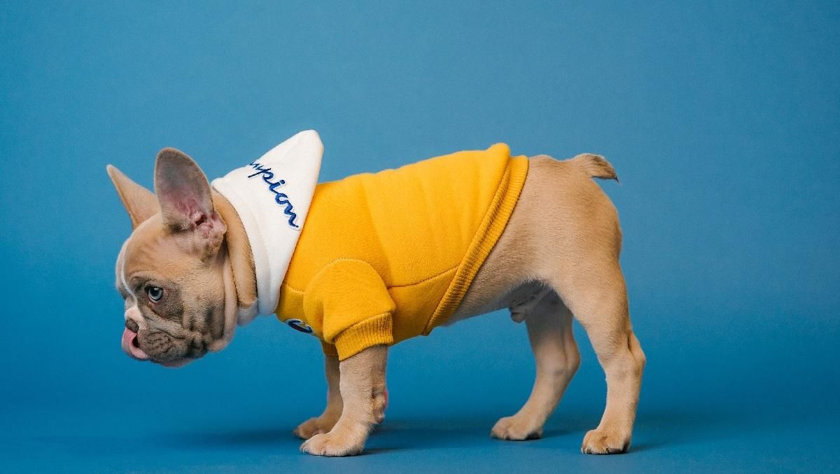 Як зрозуміти настрій собаки за допомогою положення хвоста - Pets Як зрозуміти настрій собаки за допомогою положення хвоста - Pets