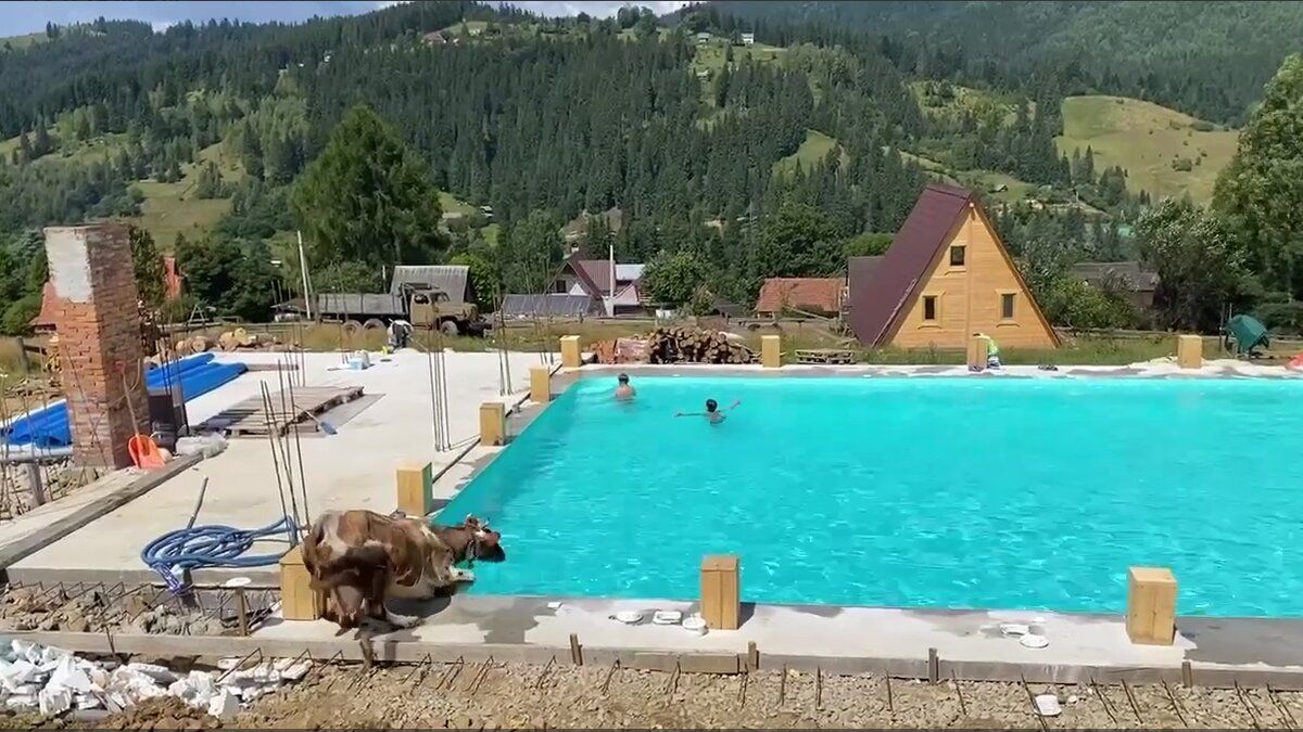 Корова стрибнула в басейн у Карпатах: відео