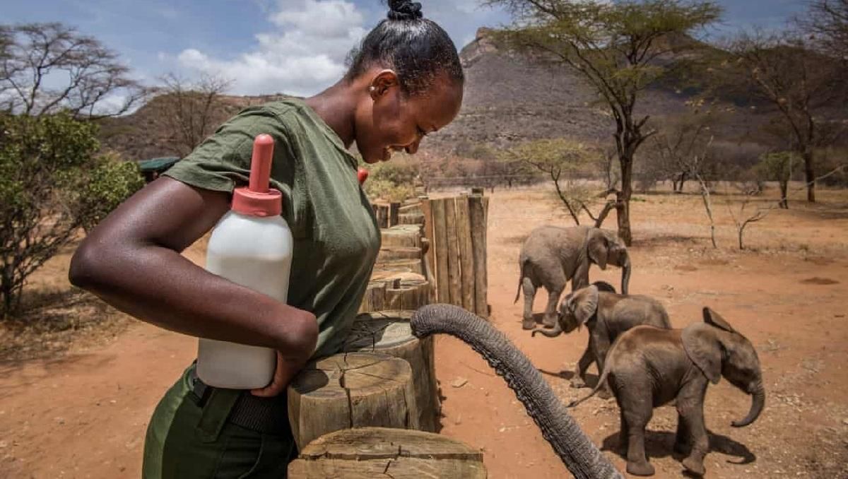 Унікальний притулок для слонів у Кенії: тут опікуються самотніми звірами - Pets