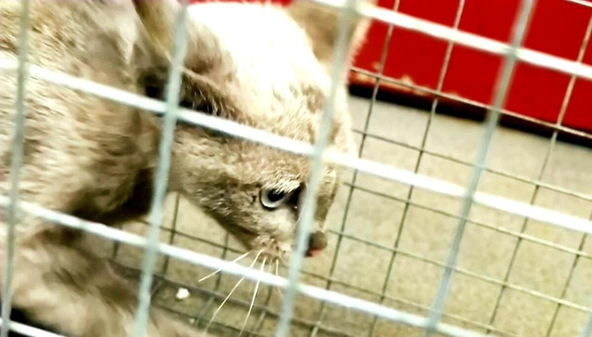 Кішку з київської підземки упіймали: тепер вона шукає дім