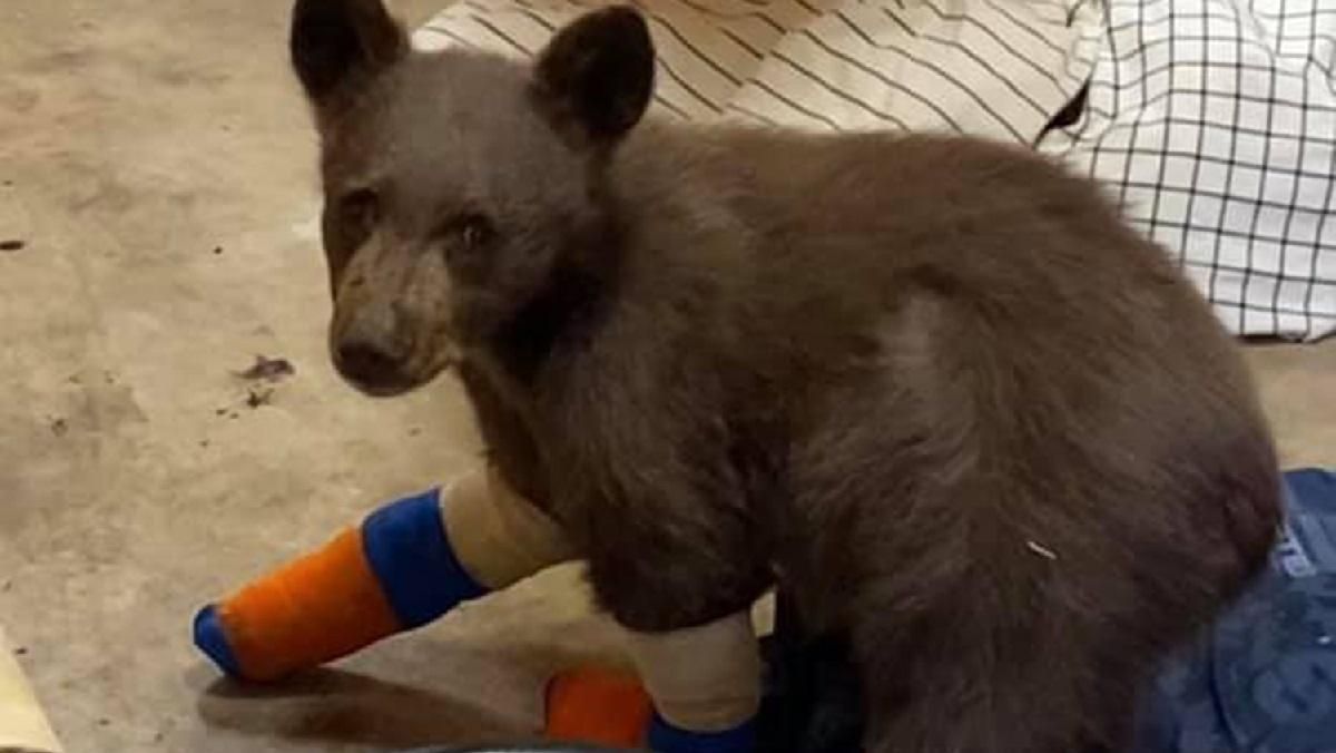 Раненый медведь с обожженными лапами сбежал из центра спасения - Pets