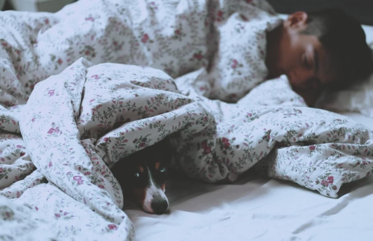 Cон з собакою і котом: недоліки і коли не можна спати з твариною