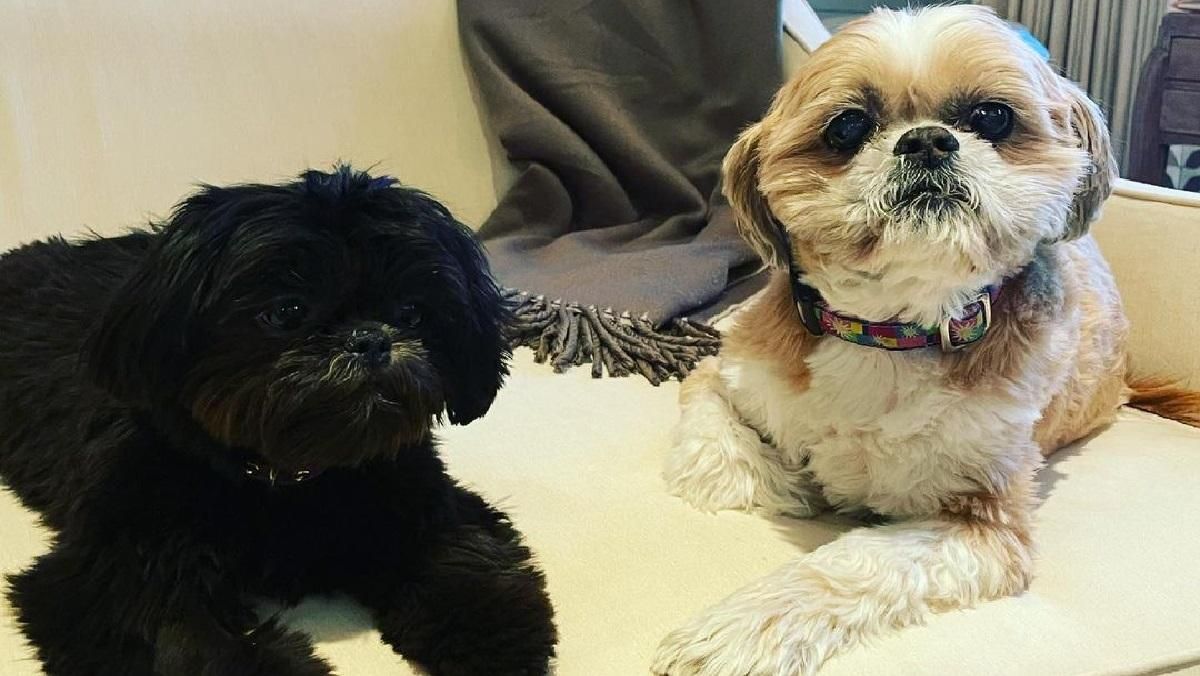 Келли Рипа и Марк Консуэлос усыновили милую собаку из приюта - Pets