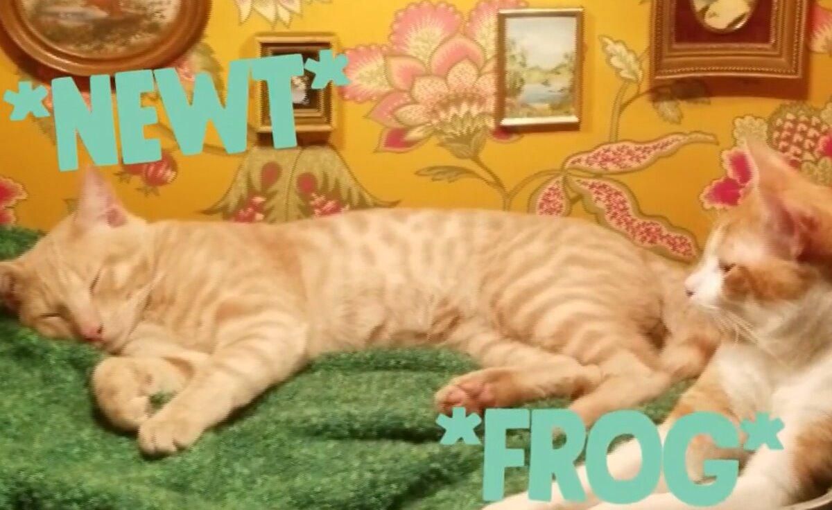 Известный комик построил кошачий городок: фото, видео Известный комик построил кошачий городок: фото, видео