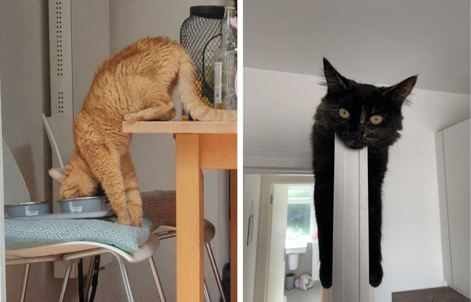 Щось пішло не так: ці кумедні тварини вміють здивувати своїх власників Щось пішло не так: ці кумедні тварини вміють здивувати своїх власників