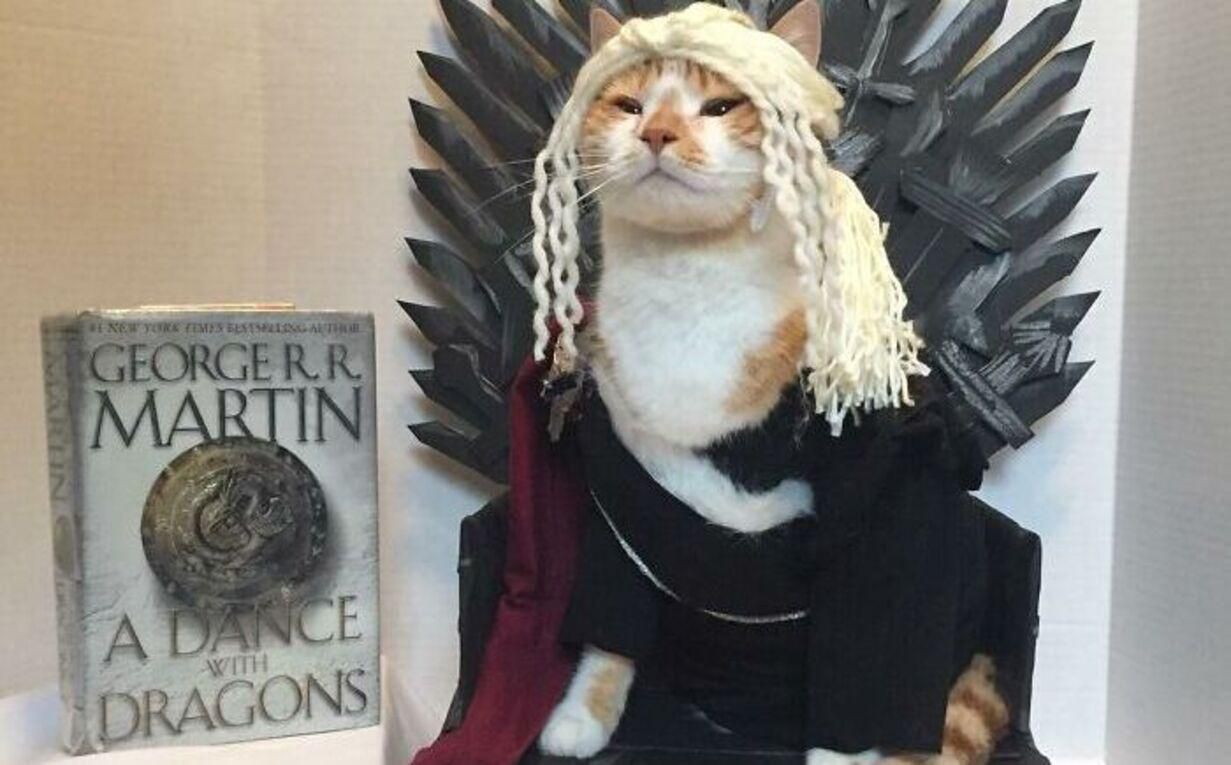 Кот Гораций работает в библиотеке и косплеит героев книг и фильмов Кот Гораций работает в библиотеке и косплеит героев книг и фильмов