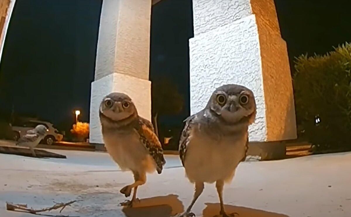 Три совы и дверной звонок: самое милое видео дня Три совы и дверной звонок: самое милое видео дня