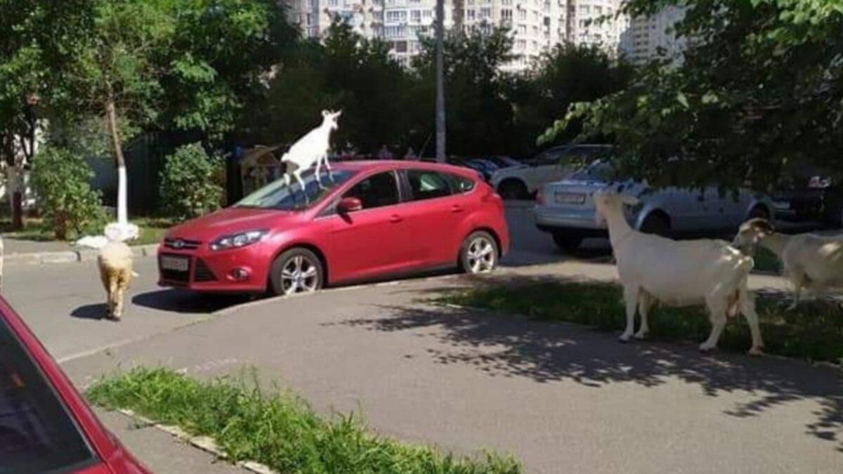 В Киеве коза нагло залезла на машину: фото