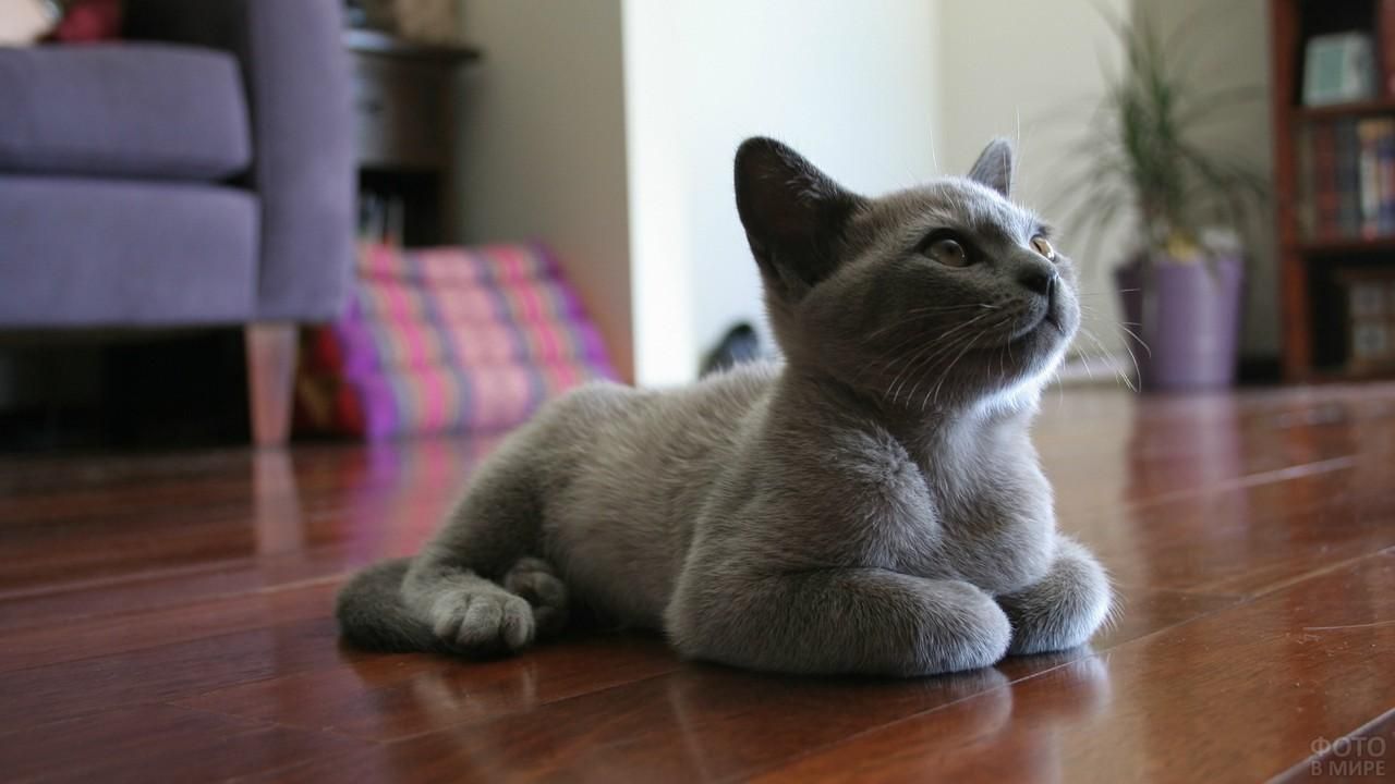 Чому кішки ховають ноги під себе: 4 цікавих причини