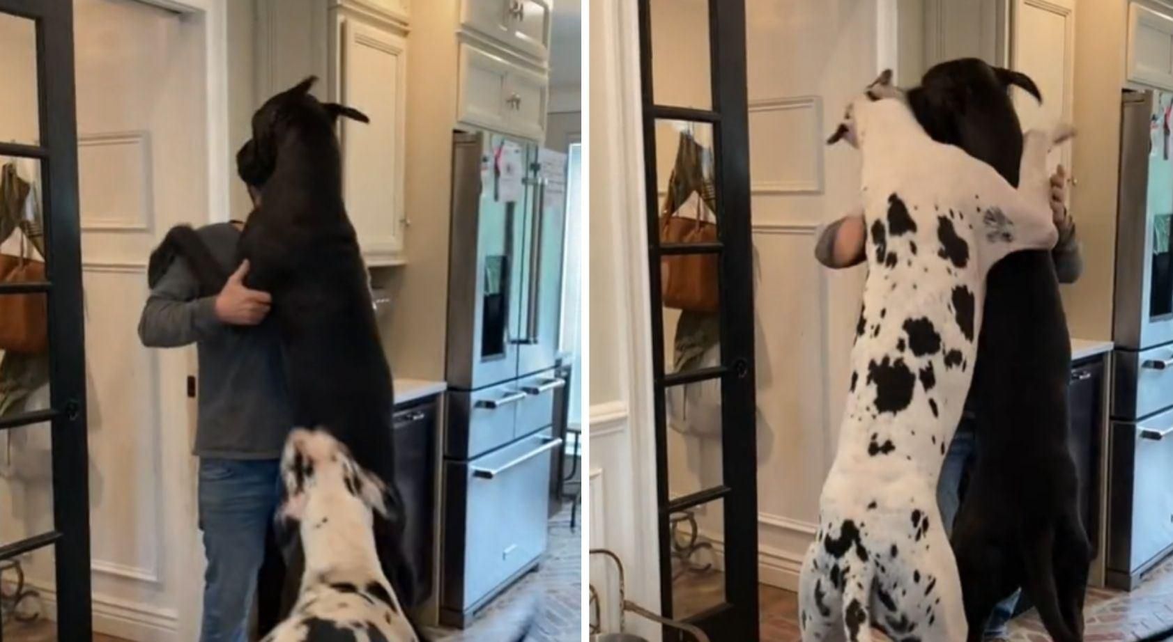 2 гігантських дога зраділи появі власника: миле вірусне відео 2 гігантських дога зраділи появі власника: миле вірусне відео