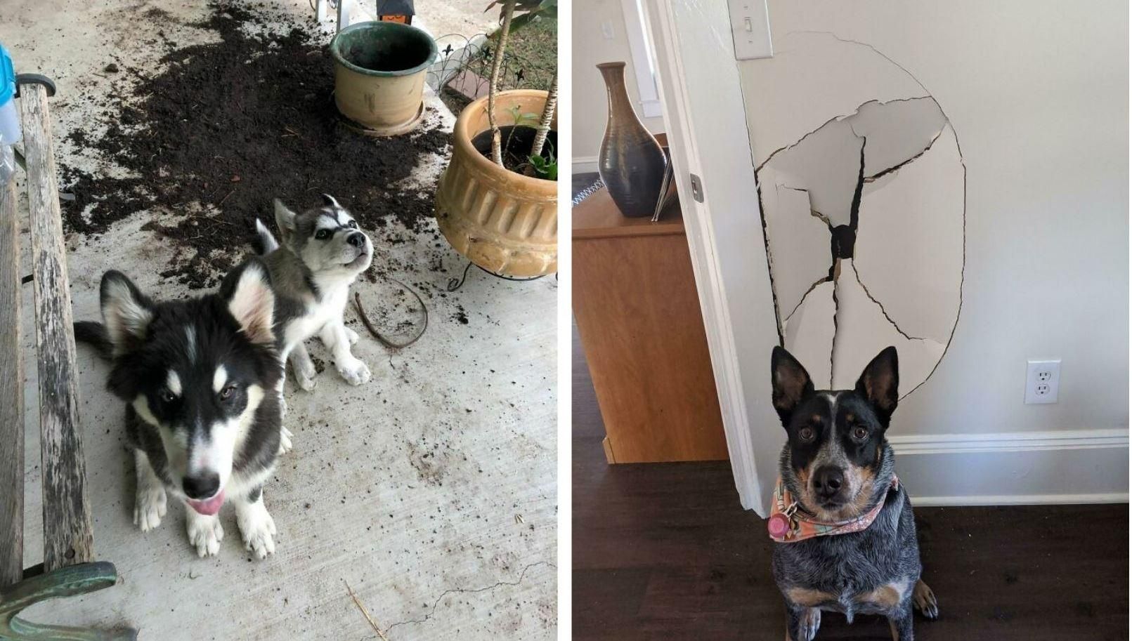 Плохие мальчики: фото собак, которые только поступили преступление Плохие мальчики: фото собак, которые только поступили преступление