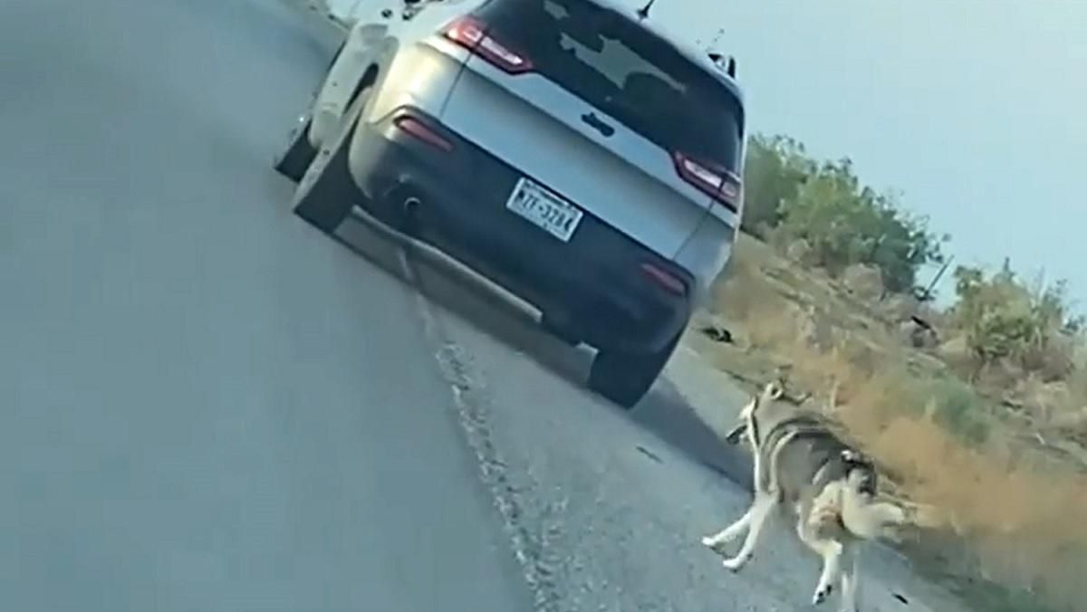 Выбросили на дороге и поехали: мужчину арестовали за то, что он покинул собаку - Pets Выбросили на дороге и поехали: мужчину арестовали за то, что он покинул собаку - Pets