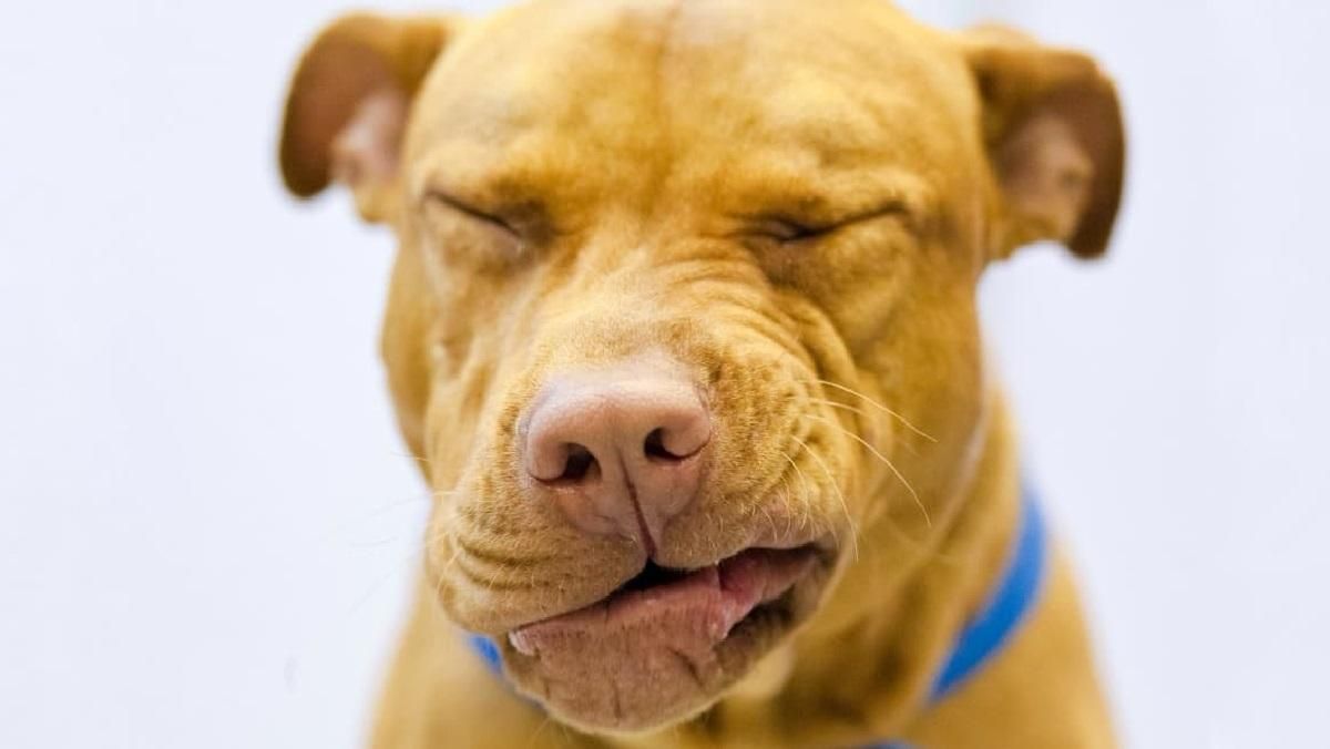 Обратное чихание у собаки: как это происходит и почему - Pets