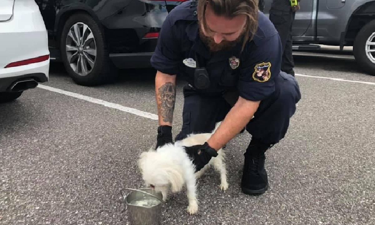 Собаку закрили у машині на стоянці парку атракціонів: його врятували - Pets Собаку закрили у машині на стоянці парку атракціонів: його врятували - Pets