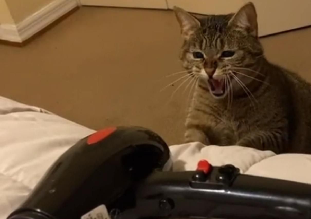 Кіт, який ненавидить фен Кіт, який ненавидить фен