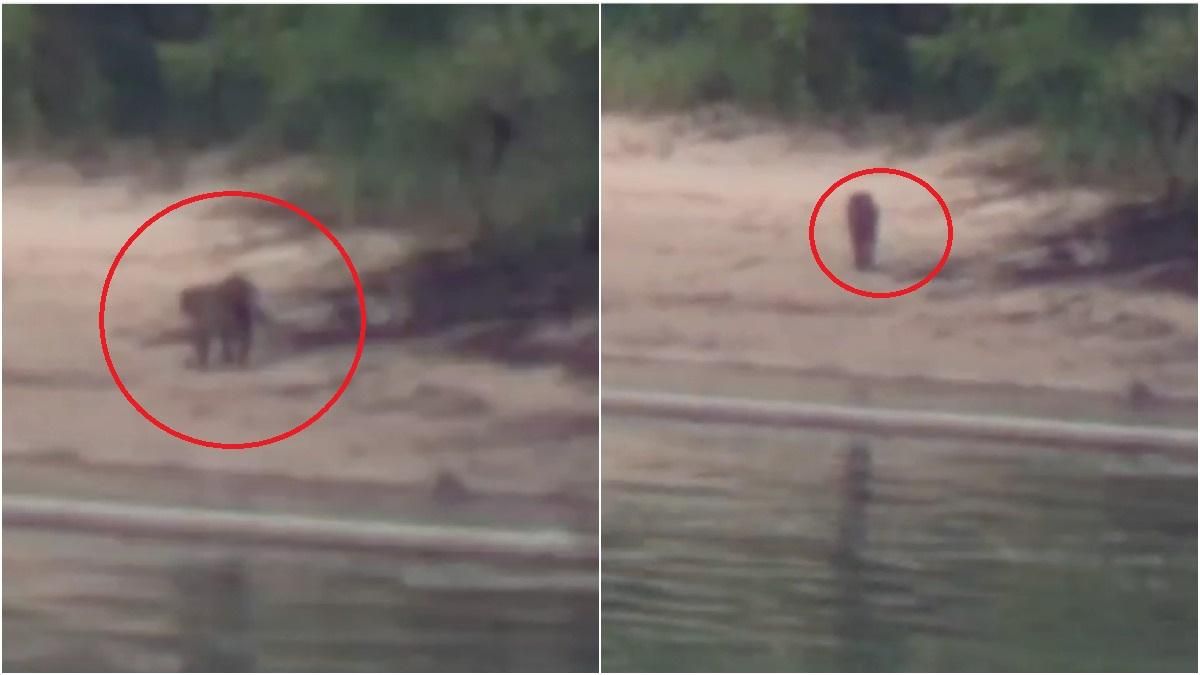 Пума на пляжі у Каневі: місцеві налякані– відео Пума на пляжі у Каневі: місцеві налякані– відео