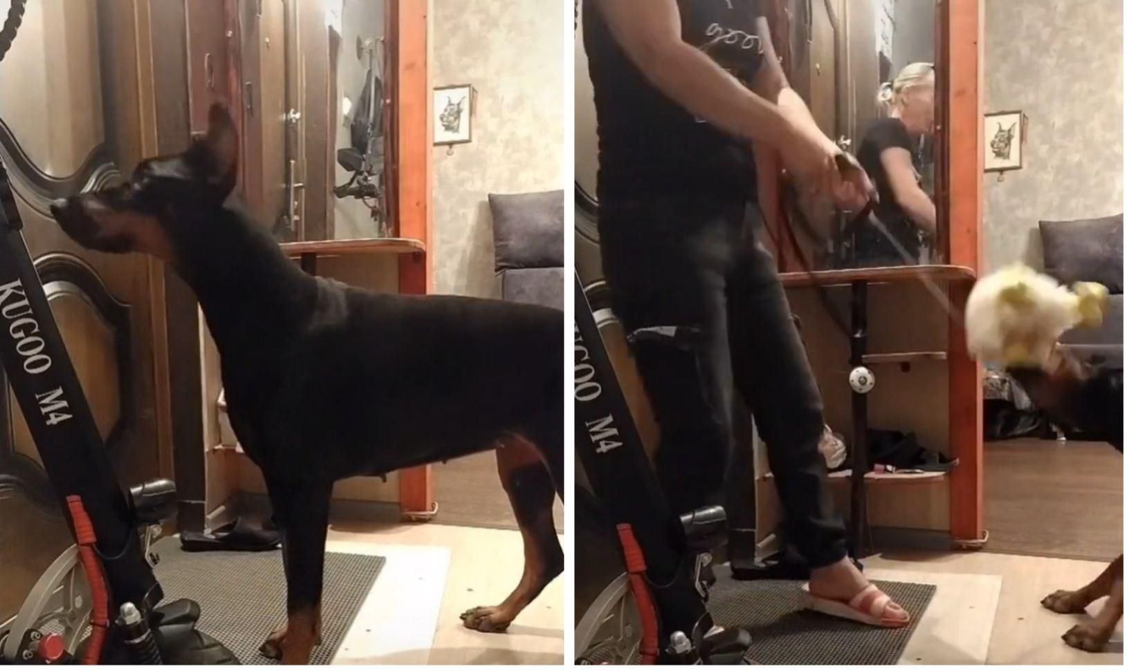 Замість собаки вигуляла іграшку: кумедна реакція добермана – відео