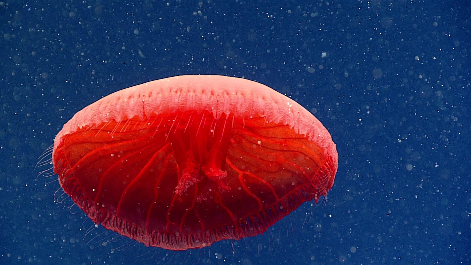 В Атлантичному океані вчені, можливо, знайшли новий вид медуз: дивовижні фото, відео - Pets