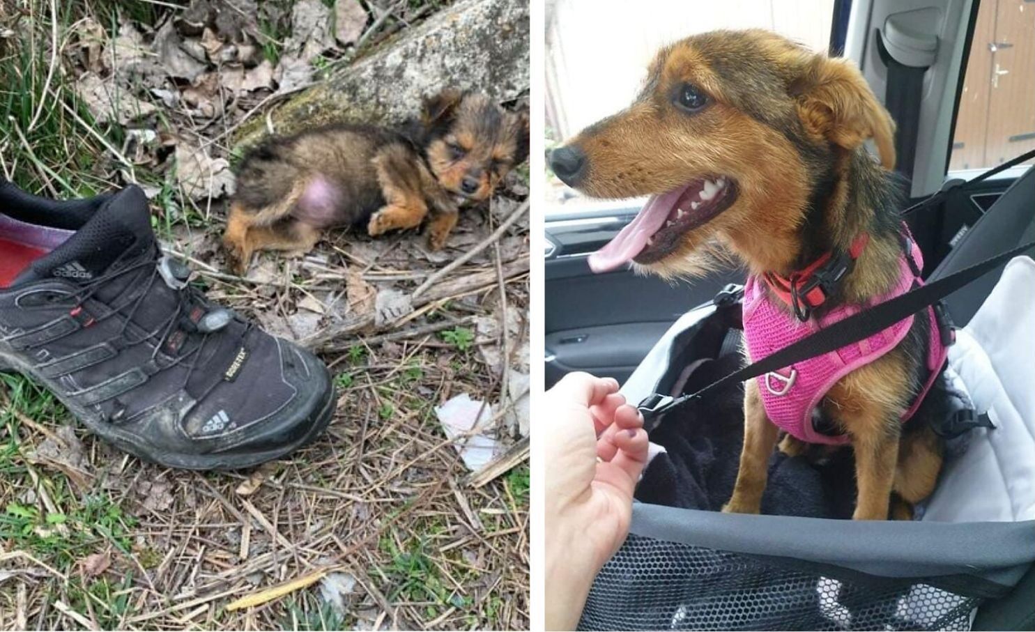 Цуценя жило в покинутому черевику: чим закінчилася щемлива історія  – фото - Pets