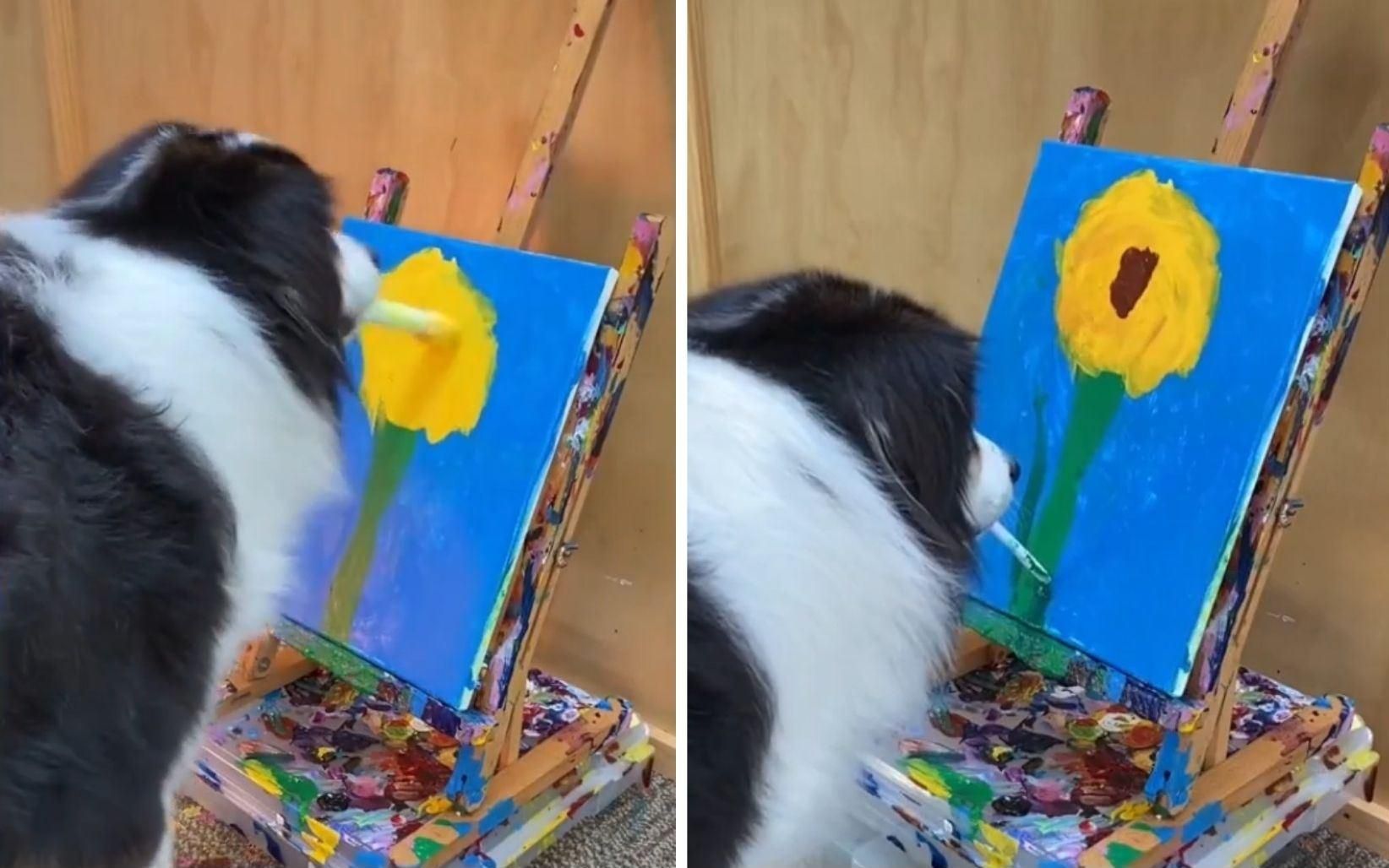 Малює краще за людей: вівчарка вразила мережу своїм талантом – вірусне відео - Pets Малює краще за людей: вівчарка вразила мережу своїм талантом – вірусне відео - Pets