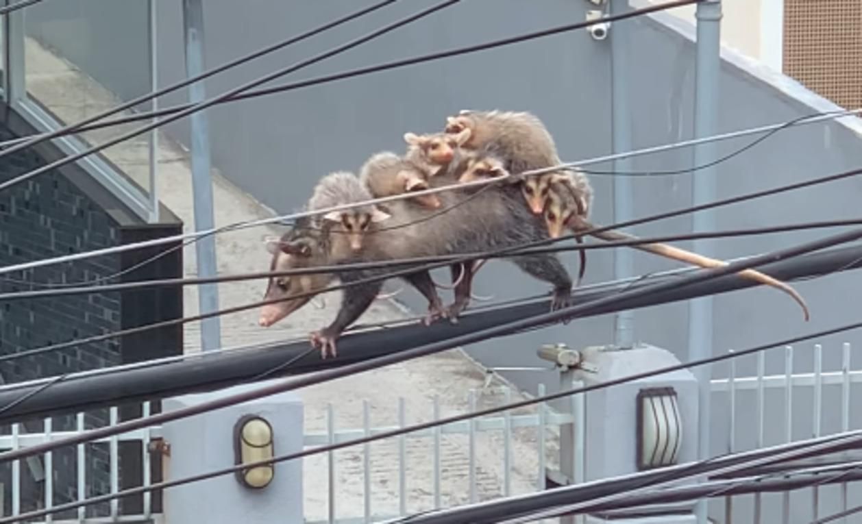 Мама-опоссум перенесла 7 своих малышей на спине, идя по проводу - Pets Мама-опоссум перенесла 7 своих малышей на спине, идя по проводу - Pets