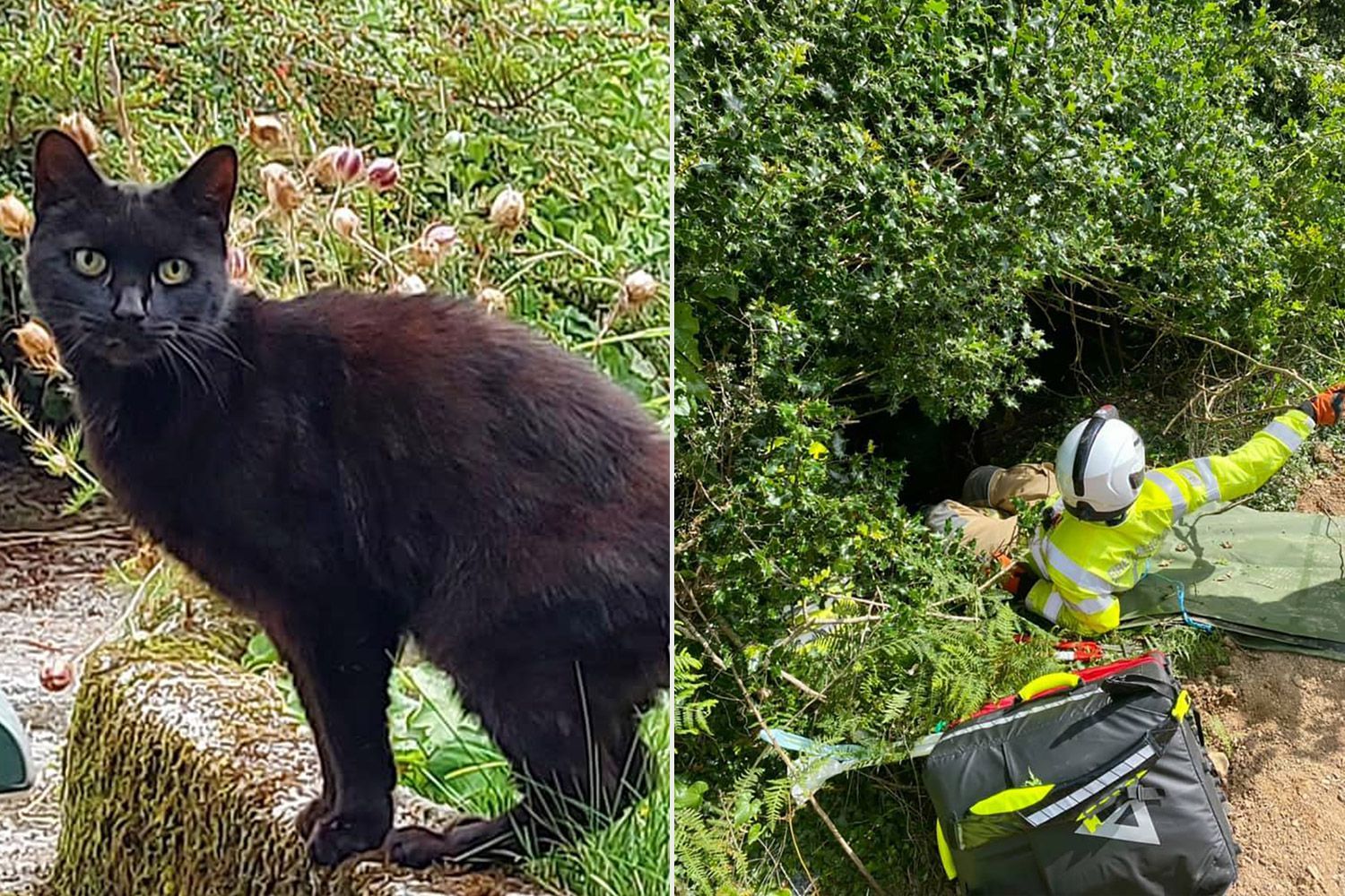 Впала з висоти 20 метрів: як домашній кіт допоміг знайти стареньку власницю - Pets Впала з висоти 20 метрів: як домашній кіт допоміг знайти стареньку власницю - Pets