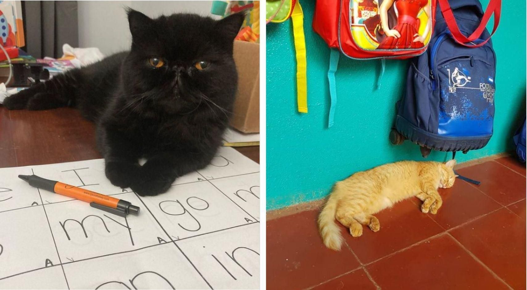 Ці коти вже зібралися до школи: кумедні фото улюбленців, які хочуть вчитися - Pets