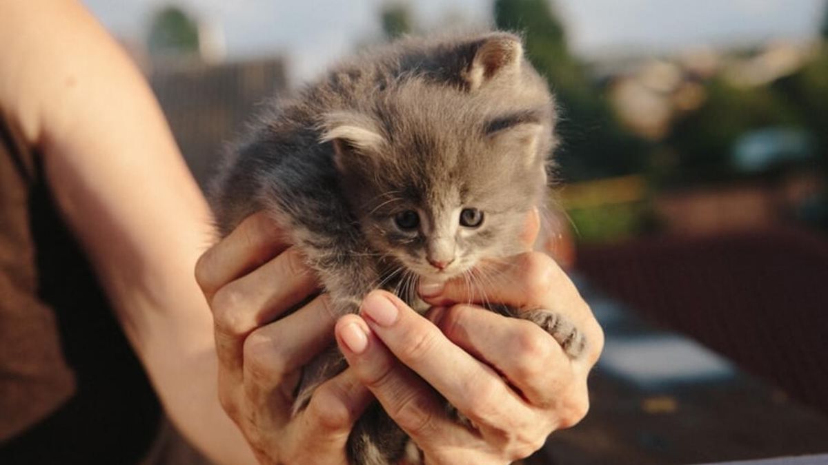 Нове дослідження: кошенята сприймають господарів як батьків - Pets